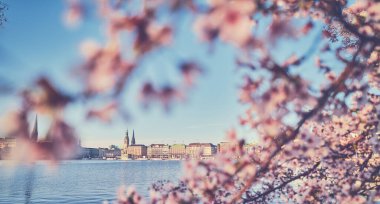 Hamburg, Almanya 'da Kiraz Çiçeği. Yüksek kalite fotoğraf