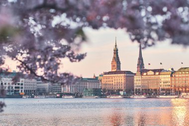 Hamburg, Binnenalster 'da Kiraz Çiçeği. Yüksek kalite fotoğraf
