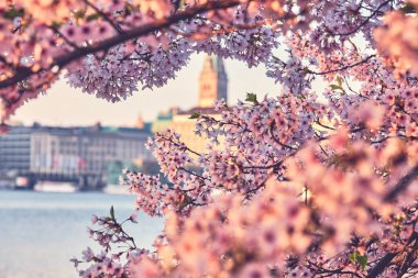 Pembe kiraz çiçekli Hamburg Alster. Yüksek kalite fotoğraf