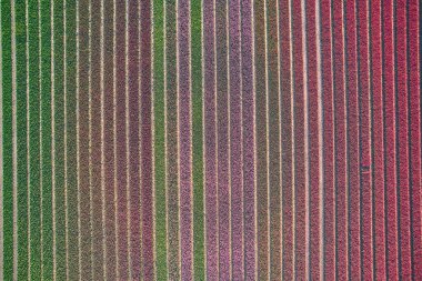 Yukarıdan görüldüğü gibi lale tarlası. Yüksek kalite fotoğraf