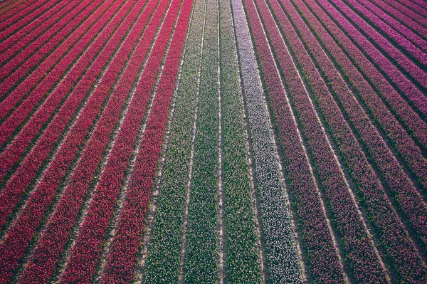 Czerwony Magenta Różowe Tulipany Arial View Wysokiej Jakości Zdjęcie — Zdjęcie stockowe