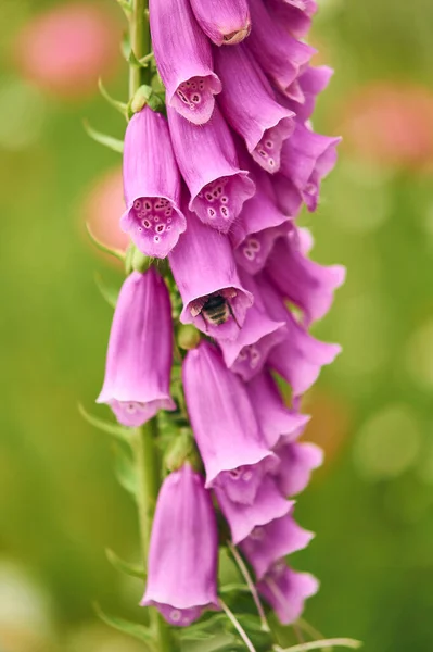Bumblebee Klättrar Foxhandskknoppen Högkvalitativt Foto — Stockfoto