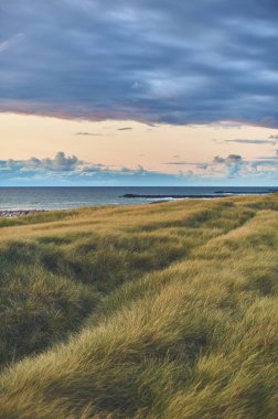 Grassy Dunes Kuzey Danimarka 'da geniş bir plajda. Yüksek kalite fotoğraf