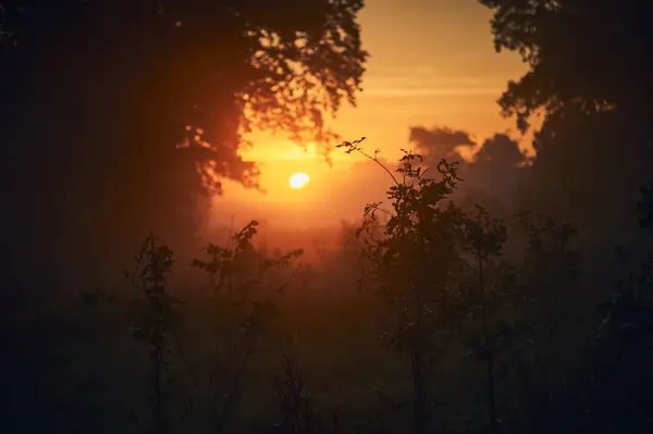 Sole Sorge Sulla Foresta Nebbiosa Foto Alta Qualità — Foto Stock