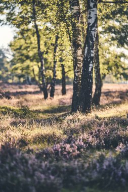 Fischbeker Heide 'deki Heather çiçekleri ve huş ağaçları. Yüksek kalite fotoğraf