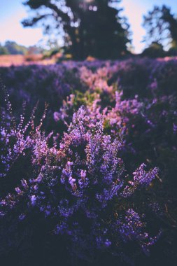 Heather güneş ışığında bitki yetiştiriyor. Yüksek kalite fotoğraf