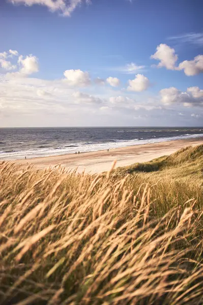 Wide Golden Dune Danish North Sea Coast Late Summer High — Stock Photo, Image