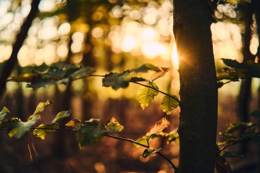 Sonbahar yaprakları ılık akşam güneşinde. Yüksek kalite fotoğraf