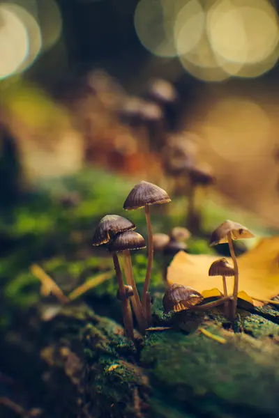Small Mushrooms in Sunlight in deep forest. High quality photo