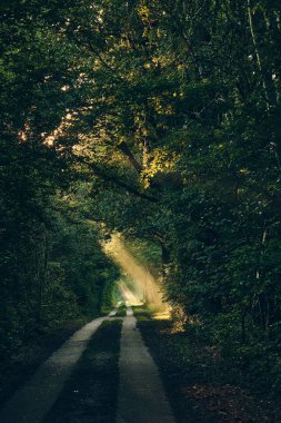 Ormanın içinden geçen güneş ışınları. Yüksek kalite fotoğraf