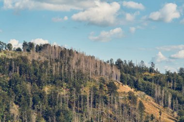 Harz Almanya 'sındaki Hillside' da ölü ağaçlar. Yüksek kalite fotoğraf