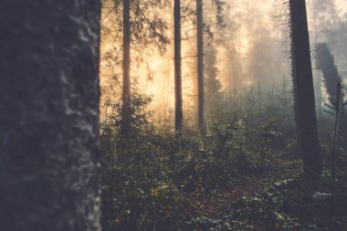 Güneşin doğuşunda sisli ormanda sis. Yüksek kalite fotoğraf