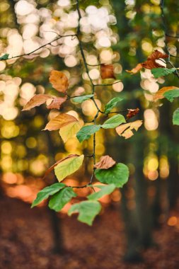 Bulanık arkaplanlı renkli sonbahar yaprakları. Yüksek kalite fotoğraf