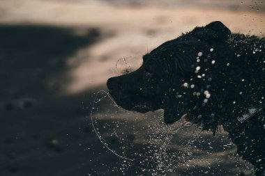 Köpek sahilde suyu sallıyor. Yüksek kalite fotoğraf