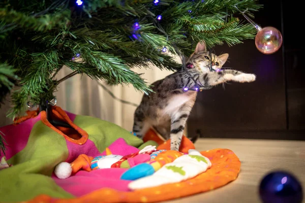 Gato Brincando Com Bolas Árvore Natal — Fotografia de Stock