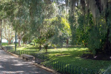 Eski ağaçlarla park et ve iz bırakan yosunlarla. Yüksek kalite fotoğraf