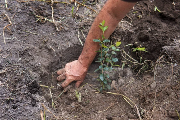 Hand Senior Woman Planting Acacia Tree High Quality Photo — Stock Photo, Image