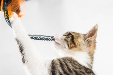 Kedi kurdeleyle oynuyor. Baş ve pençe yakın çekim