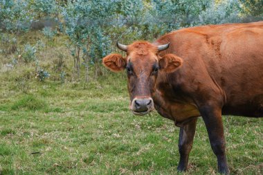 Kahverengi inek tarladaki kameraya bakıyor. İnek sabahları yarım boydadır.