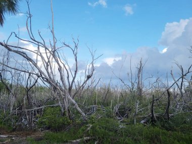 Mavi gökyüzünün altında dalları bükülmüş ölü ağaçlardan oluşan bir manzara. Önünde yeşil çimenler olan bataklık bir bölge. Florida, Sanibel Adası 'nda..