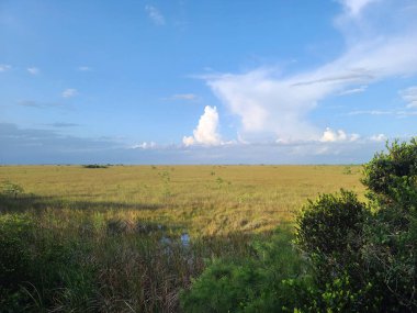 Florida Everglades 'te dağınık bulutları olan açık mavi gökyüzünün altında geniş bir çayır..