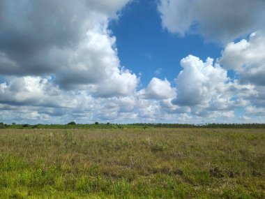 Florida Everglades 'te dağınık bulutları olan açık mavi gökyüzünün altında geniş bir çayır..