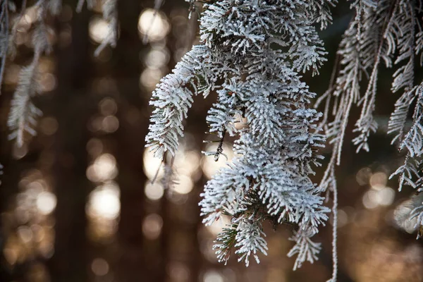 Close Ramo Pinho Com Uma Floresta Branca Coberta Neve Perto — Fotografia de Stock