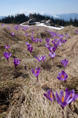 flower meadow in the mountains, blooming crocuses.