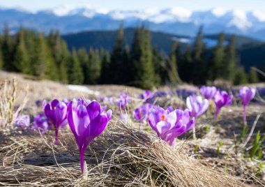flower meadow in the mountains, blooming crocuses.
