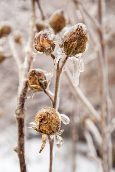 Freezing Rain Covered Plants Layer Ice — Stock Photo, Image