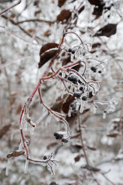 Berries Tree Branches Were Frozen — Stock Photo, Image