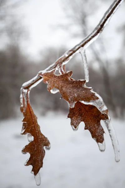 Beautiful Frozen Autumn Leaves Tree — Stock Photo, Image