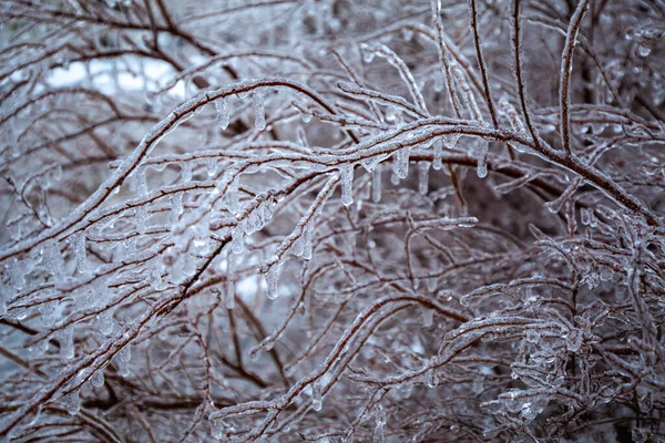Fabulous Beauty Frozen Tree Branches — Stock Photo, Image