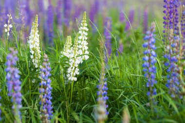 Blooming lupine in the field in June