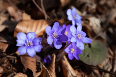 Hepatica flowers are harbingers of spring