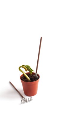 bean sprout in a pot with a shovel and a rake on a white background