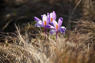 three crocuses bloom among the dry grass