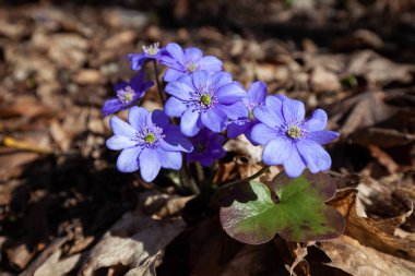 Mavi çiçekler ilkbaharın başlarında ormanda açar.