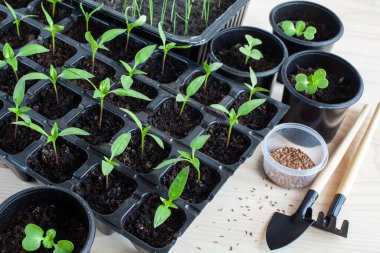 tohum ve taze yeşillikler için tohum ekiyorum.