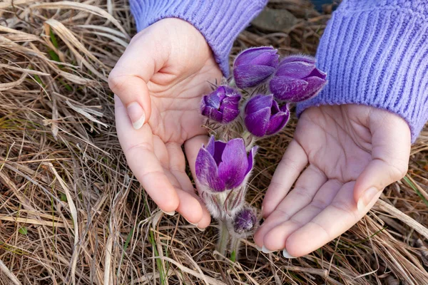 hands of a girl embracing purple rare flowers