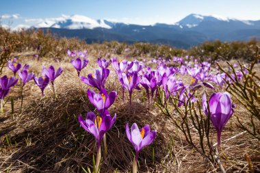 flower meadow in the mountains, blooming crocuses