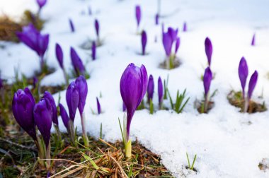 Çiçek açan timsahlar, bir çiçek çayırı, karların altından filizlenen çiçekler.