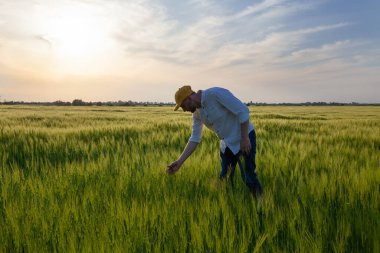 Çiftçi tarlada çavdarın genç kulaklarını inceliyor.