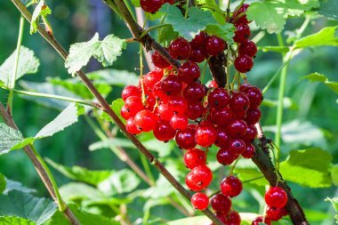 Bahçedeki çalıların üzerinde bir demet kırmızı frenk üzümü