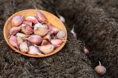 Toprağın arka planındaki kil bir kasede sarımsak karanfilleri, sarımsak,