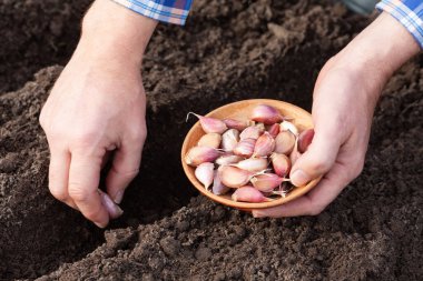 Toprağın arka planında bir çiftçinin elinde karanfil sarımsak, sarımsak,