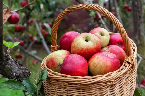 Bahçedeki bir sepette kırmızı elmalar