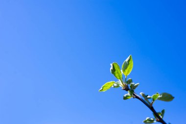 Ağaç dalı. Baharda ağaçta çiçek. Çiçek açan ağaçlar. Gökyüzünün arka planında güneş ışınları vardır. Elma çiçeği.