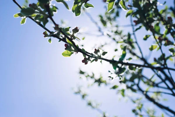 Tree branch. Flower on a tree in spring. Blossoming trees. On the background of the sky are the rays of the sun. Apple blossom