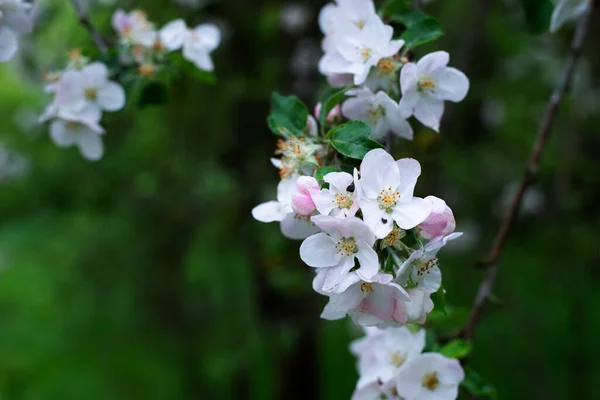 Blossoming apple tree. White apple blossom. Spring.